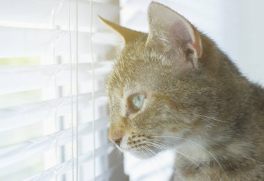 Güzel dost aile içi sevimli kedi