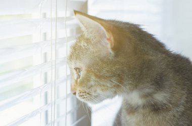 Güzel dost aile içi sevimli kedi