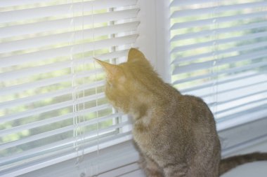 Güzel dost aile içi sevimli kedi