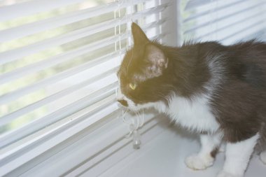 Güzel dost aile içi sevimli kedi