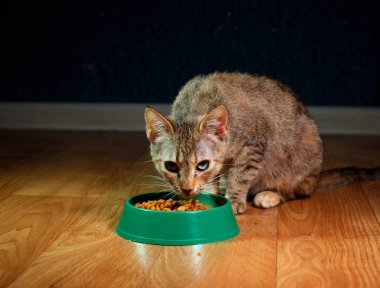 Yerli şirin kedi yemek yiyor