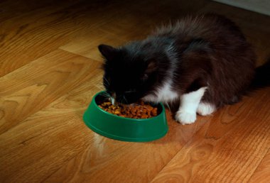 Yerli şirin kedi yemek yiyor