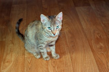 Güzel dost aile içi sevimli kedi