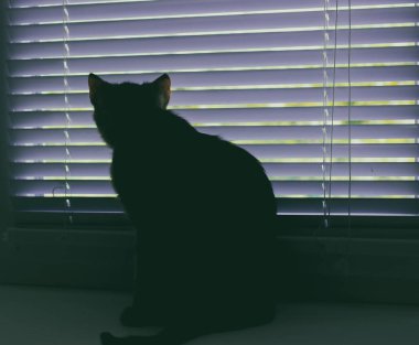 Güzel dost aile içi sevimli kedi