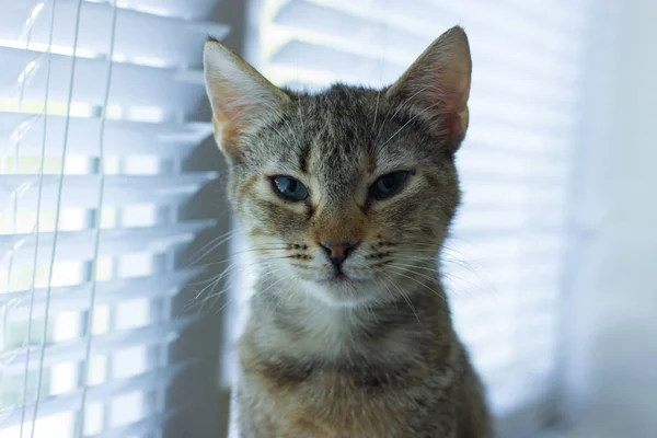 Hermoso amigable doméstico lindo gato —  Fotos de Stock