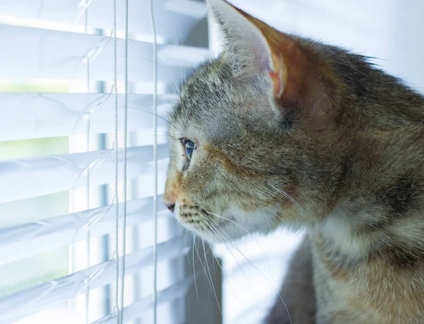 Güzel dost aile içi sevimli kedi
