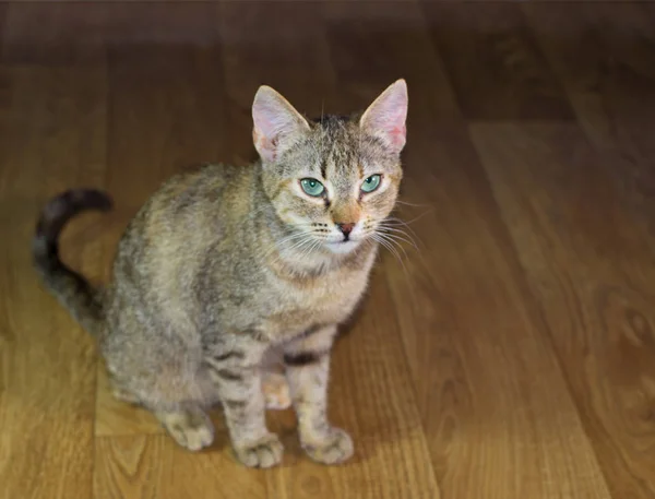 Güzel dost aile içi sevimli kedi