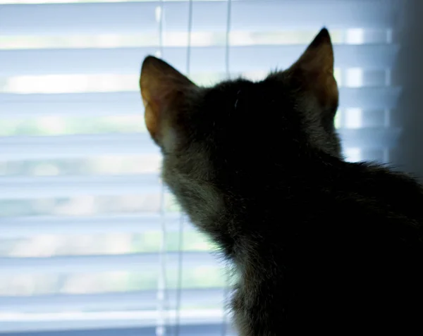 Bonito amigável doméstico bonito gato — Fotografia de Stock