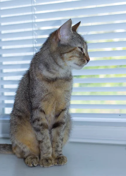 Schöne freundliche häusliche süße Katze — Stockfoto