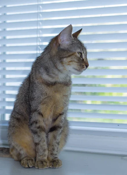 Beautiful friendly domestic cute cat — Stock Photo, Image