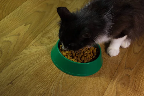 Domestic cute cat eats food — Stock Photo, Image