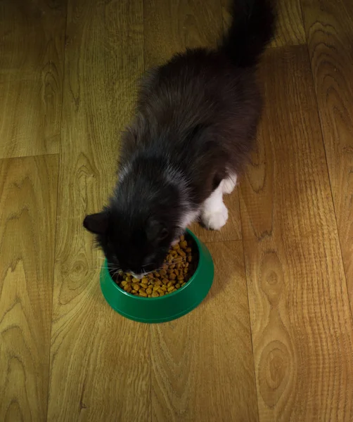 Domestic cute cat eats food — Stock Photo, Image