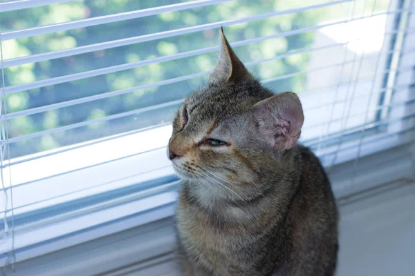 Schöne freundliche häusliche süße Katze — Stockfoto