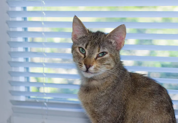 Bella amichevole gatto carino domestico — Foto Stock