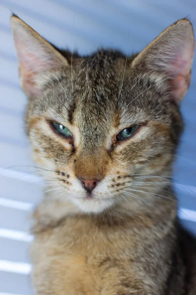 Szép a barátságos hazai aranyos macska — Stock Fotó