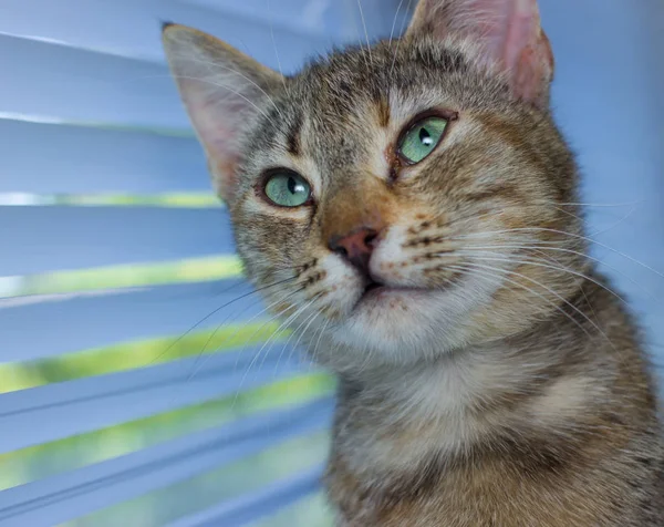 Schöne freundliche häusliche süße Katze — Stockfoto