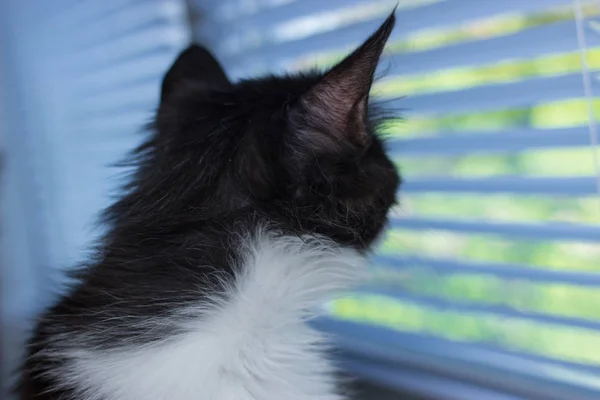 Beautiful friendly domestic cute cat — Stock Photo, Image