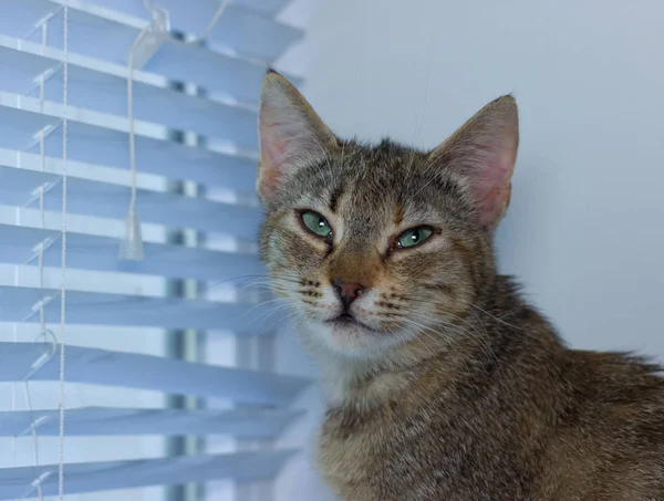 Schöne freundliche häusliche süße Katze — Stockfoto