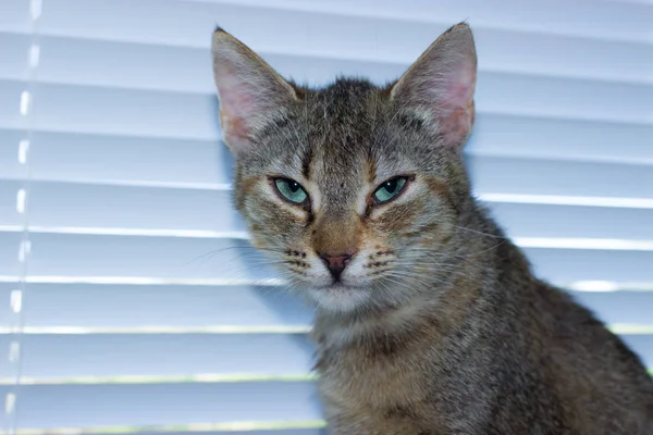 Bella amichevole gatto carino domestico — Foto Stock