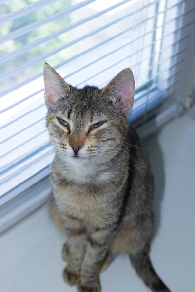 Bonito amigável doméstico bonito gato — Fotografia de Stock