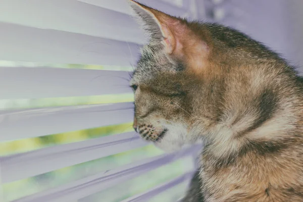 아름 다운 친절 귀여운 고양이 — 스톡 사진