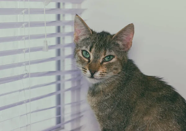 Bonito amigável doméstico bonito gato — Fotografia de Stock