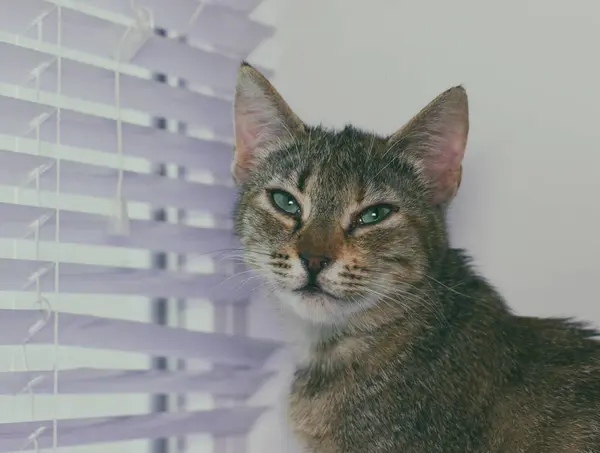 Mooie vriendelijke binnenlandse schattige kat — Stockfoto