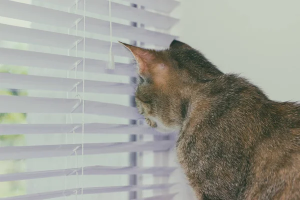 Beautiful friendly domestic cute cat — Stock Photo, Image