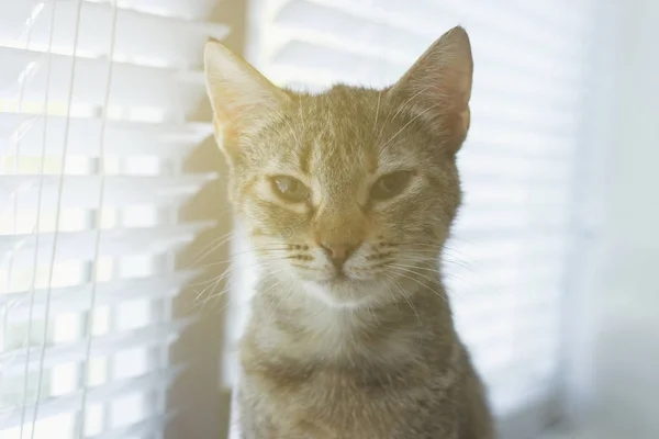 Beautiful friendly domestic cute cat — Stock Photo, Image