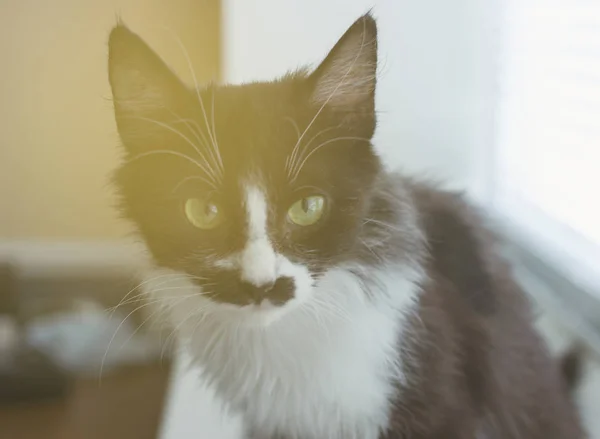 Güzel dost aile içi sevimli kedi — Stok fotoğraf