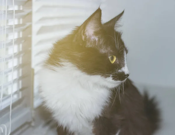 Bonito amigável doméstico bonito gato — Fotografia de Stock