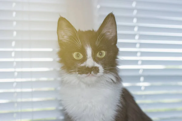 Bonito amigável doméstico bonito gato — Fotografia de Stock