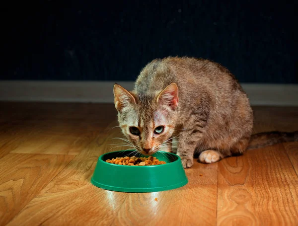 Yerli şirin kedi yemek yiyor