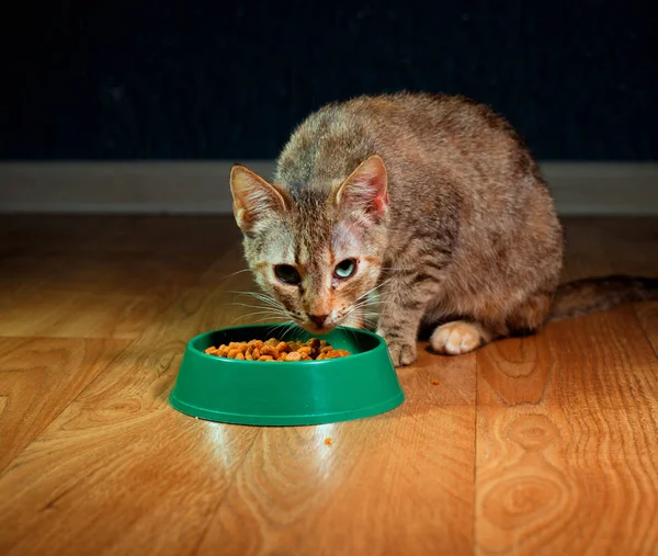 Doméstico bonito gato come comida — Fotografia de Stock