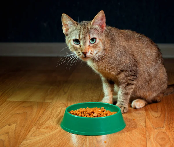 Домашний милый кот ест еду — стоковое фото