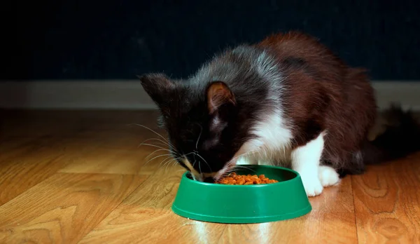 Yerli şirin kedi yemek yiyor