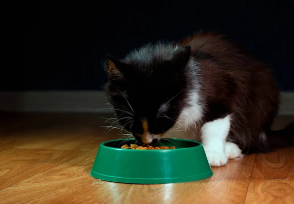 Domestic cute cat eats food — Stock Photo, Image