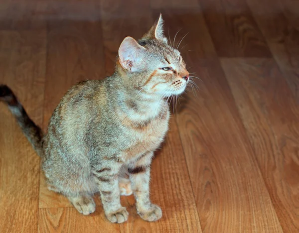 Красива дружня домашня мила кішка — стокове фото