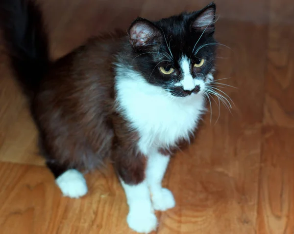 Krásné přátelské roztomilý kočka domácí — Stock fotografie
