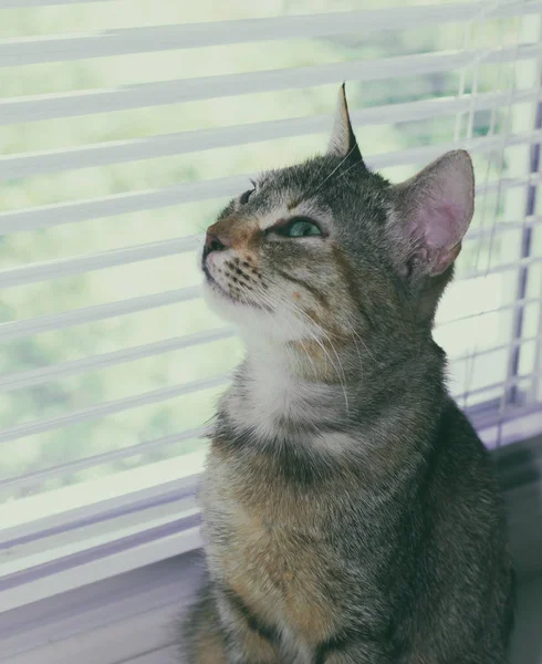 Schöne freundliche häusliche süße Katze — Stockfoto