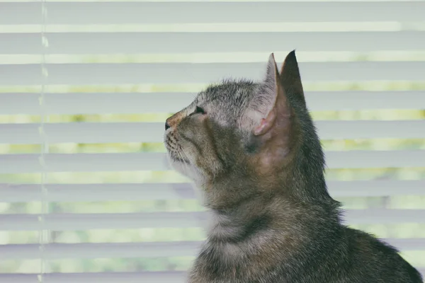 Bonito amigável doméstico bonito gato — Fotografia de Stock