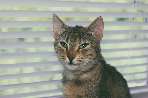 Vackra vänliga inhemska söt katt — Stockfoto