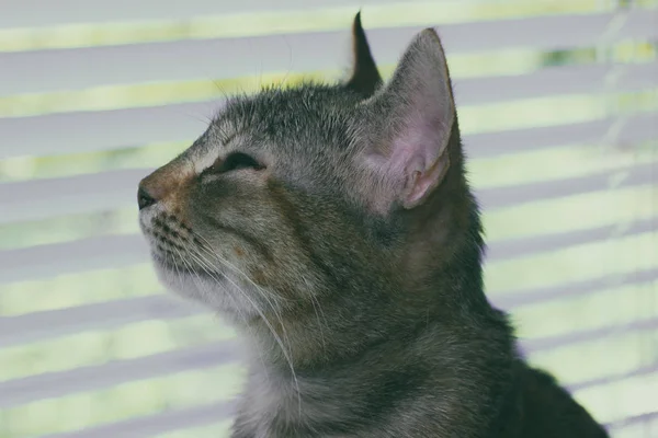 Bonito amigável doméstico bonito gato — Fotografia de Stock