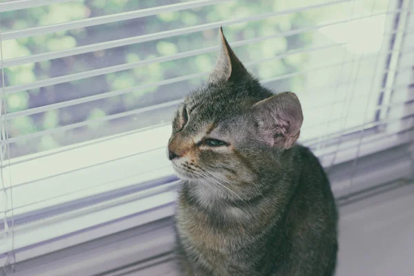 Красива дружня домашня мила кішка — стокове фото