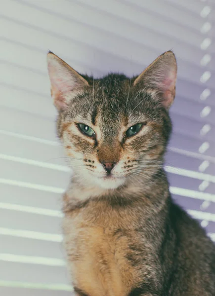 Güzel dost aile içi sevimli kedi — Stok fotoğraf