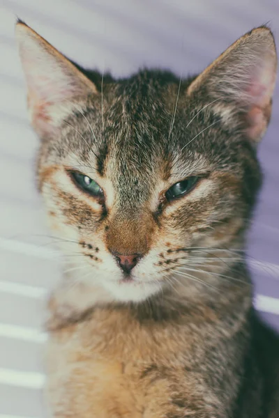 Hermoso amigable doméstico lindo gato —  Fotos de Stock