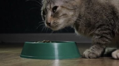 Yerli şirin kedi yemek yiyor
