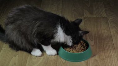 Yerli şirin kedi yemek yiyor