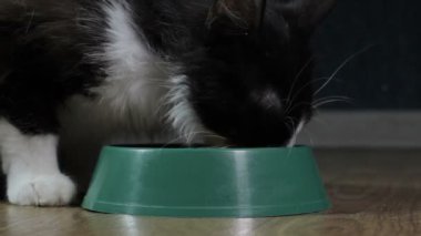Yerli şirin kedi yemek yiyor