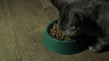 Yerli şirin kedi yemek yiyor